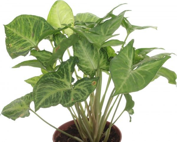 Растение Сингониум 12/25