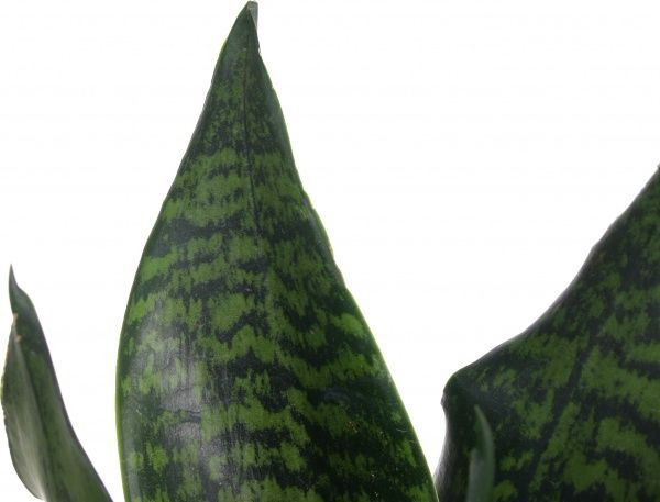 Растение Сансьерия цилиндрика люкс микс d9/h25