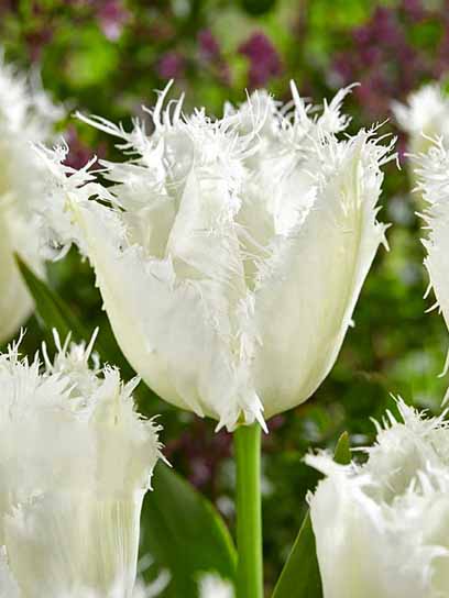 Луковица тюльпана бахромчатого Нордейнде 3 шт. 