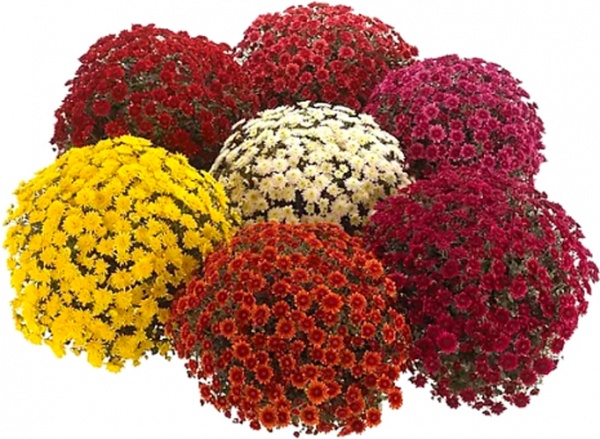Рослина Хризантема мікс куля 19/45 