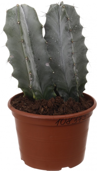 Растение Кактус микс 15/55