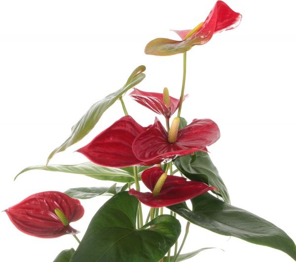 Растение Антуриум Туренза 14х60 см