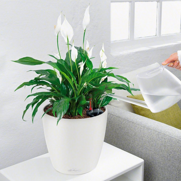 Вазон декоративный Lechuza Classico Premium LS 21 круглый 9,6л антрацит (16023) 