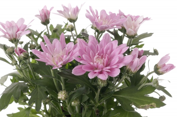 Растение комнатное Хризантема 12/25 микс