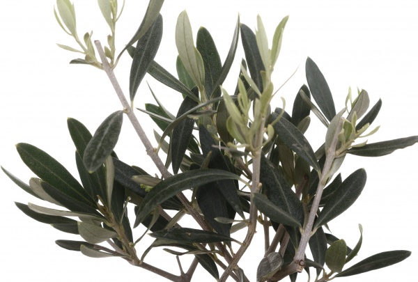 Растение Оливка 12/30