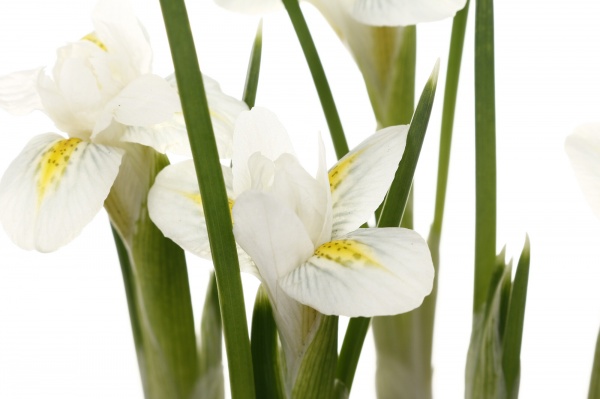 Растение комнатное Ирис d8/h10