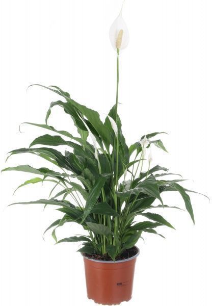 Рослина кімнатна Спатіфіллум 17x70 см
