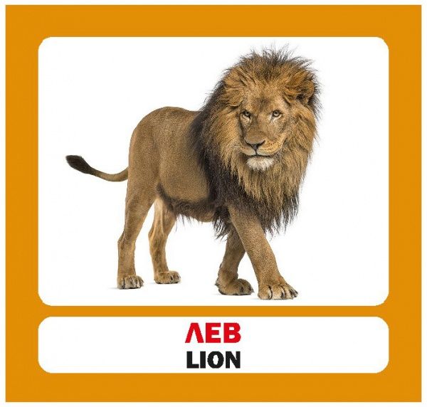 Книга «Навчальний посібник. Дикі тварини. англ-укр»