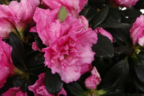 Рослина кімнатна Азалія мікс 17/35