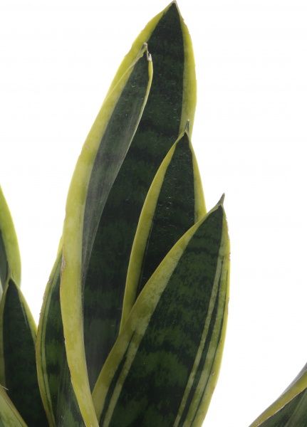 Растение Сансеверія д17 в70+