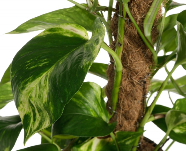 Растение комнатное Эпипремнум на опоре 15/50