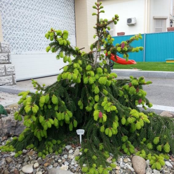 Ель Ель обыкновенная / Picea abies Acrocona C40 H 80-100