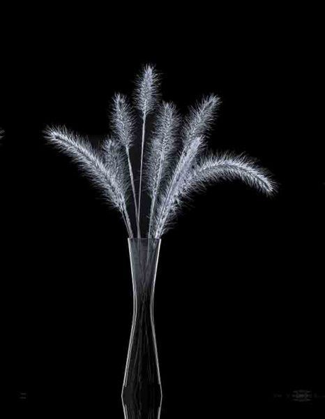 Репродукция AF Fo*tail 067C01 60x80 см RozenfeldArt 