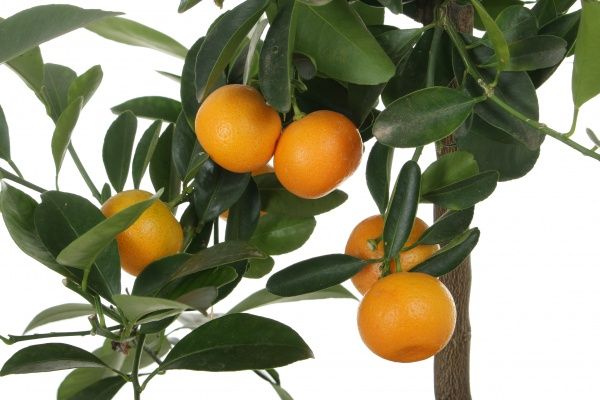 Рослина кімнатна Цитрус Каламондін 22x75 см