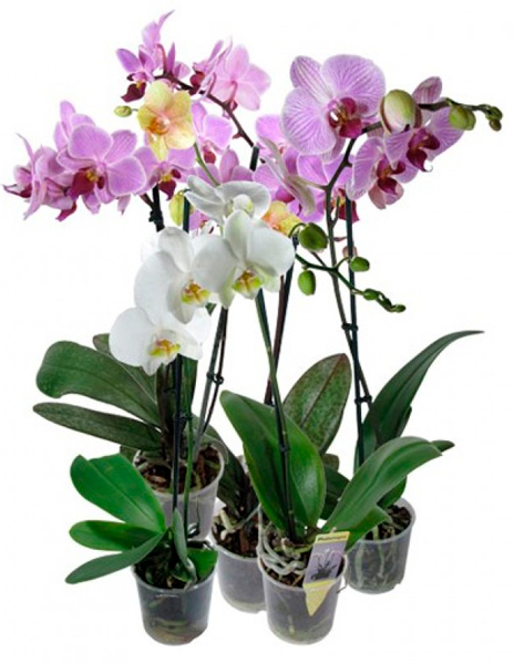 Рослина кімнатна Фаленопсис 2-4 гілки 12х50+ см