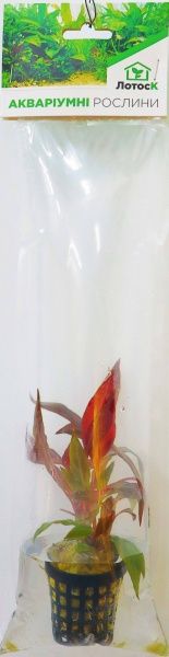 Рослина акваріумна Лотос К Альтернантера (Alternanthera Reineckii Bronze)
