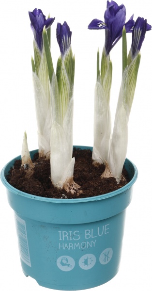 Растение комнатное Ирис d8/h10