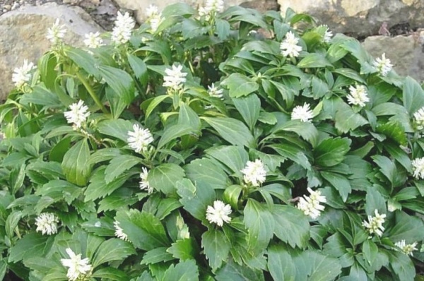 Растение Пахисандра верхушечная Грин Карпет/Pachysandra terminalis Green Carpet С3/Н 10-15