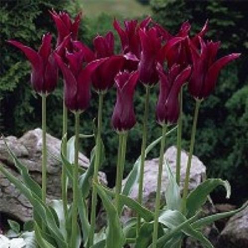 Луковица Тюльпан лилиецветный Бургунди 5 шт. 