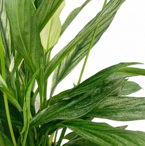 Растение Спатифиллум 17/70