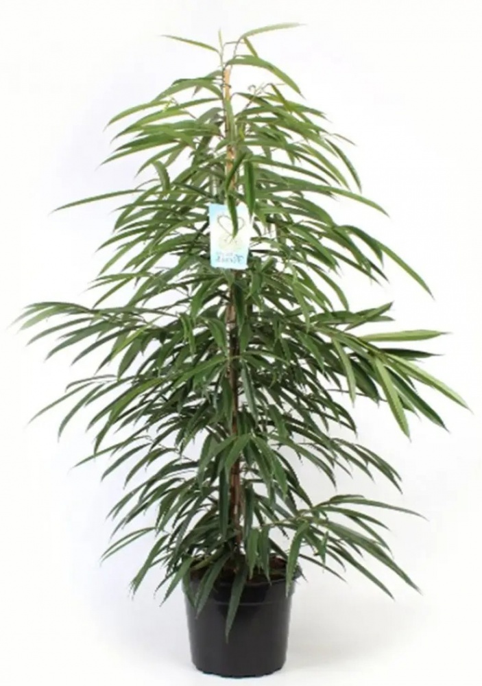 Рослина Фікус Алі d24/h140