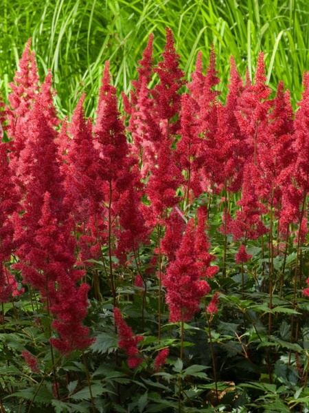 Корневище астильбы Весувиас 1 шт. 