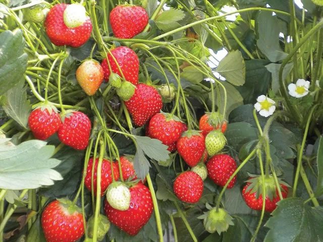 Саджанець Полуниця 09х15 Frag Ostara (саджанці)