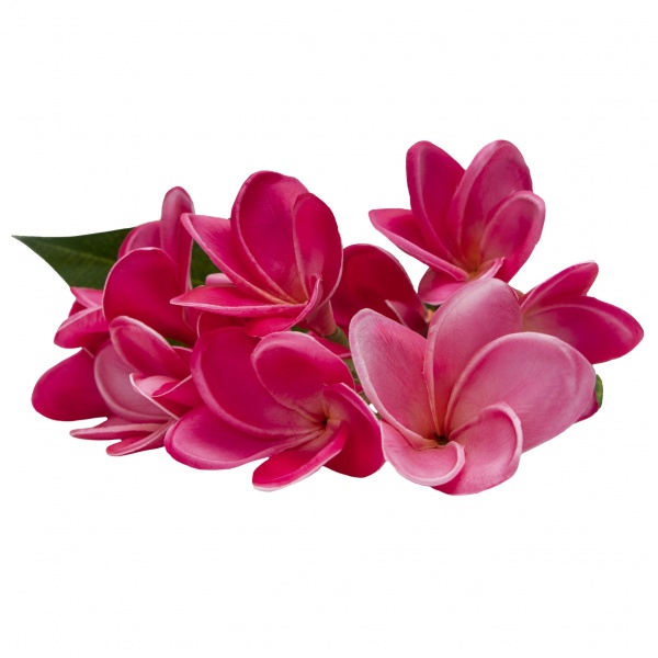 Веточка декоративная Акация 43 см (красная) 631376