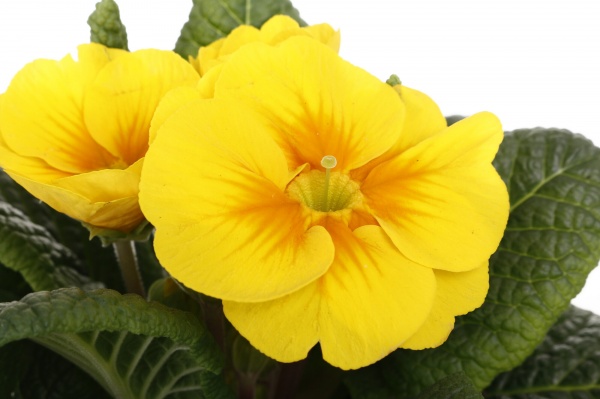 Растение Примула 10,5/20 мікс.