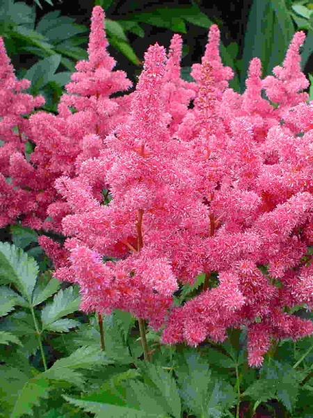 Корневище астильбы Бонн 1 шт. 