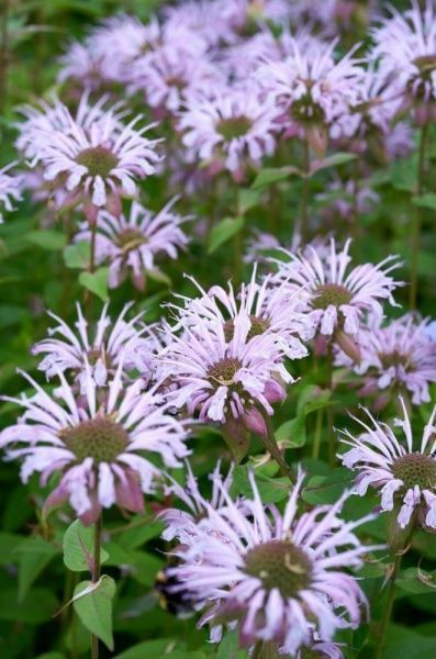 Растение Монарда 'Neon'