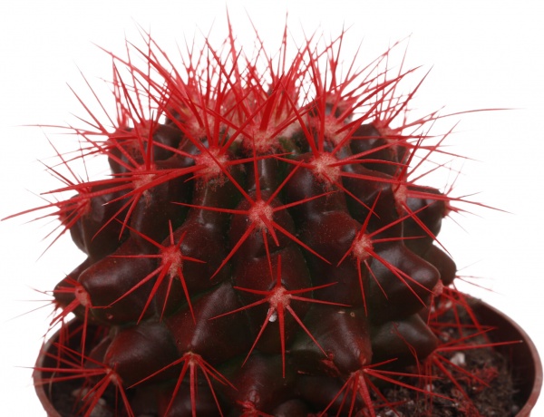 Растение комнатное Кактус эхиногрузон микс разноцветный Rainbow d10,5/h15