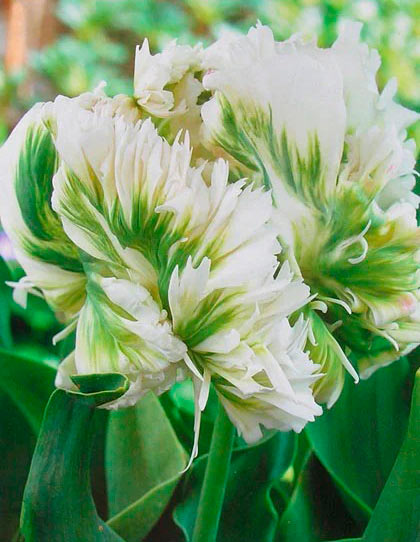 Луковица Яскрава попугайный Super Parrot 3 шт. 