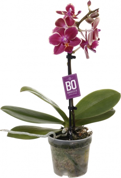 Растение комнатное Фаленопсис мини микс 6х20 см 1 ствол