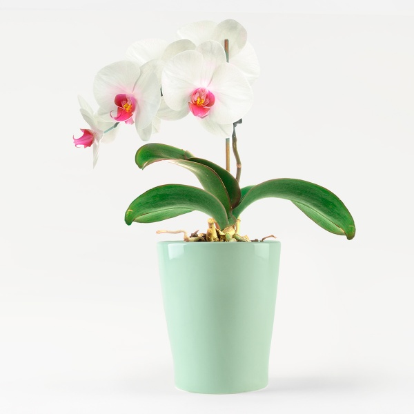 Горщик керамічний круглий 1,6 л зелений (DH-FLOWERS-29 GREEN) 