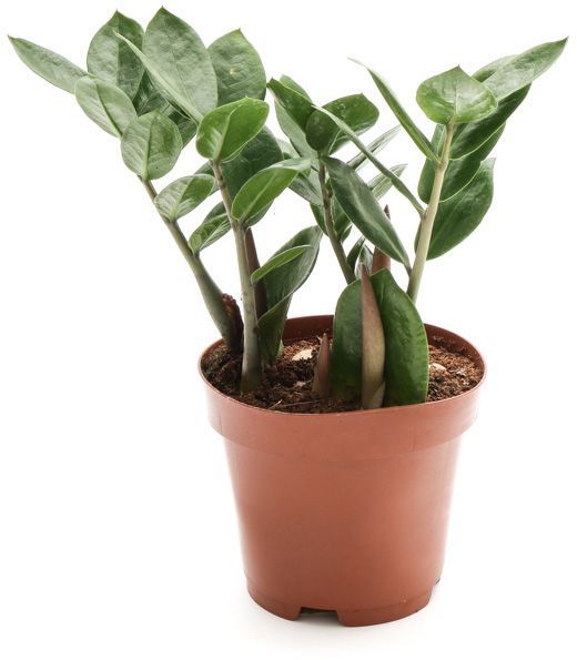 Растение комнатное замиокулькас zamiifolia ø12 h35