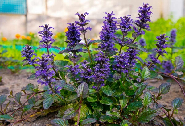 Растение Живучка С2