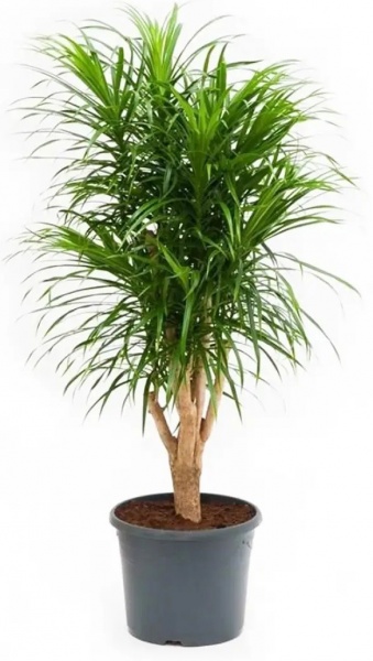 Рослина Драцена Аніта бранч d21/h80