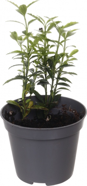 Рослина кімнатна Плантмікс 09//20