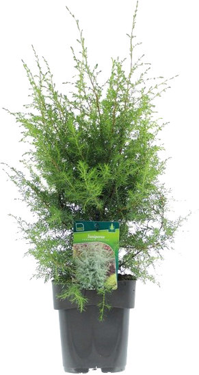 Растение Можжевельник обыкновенный Суэтика 120-160 С 20