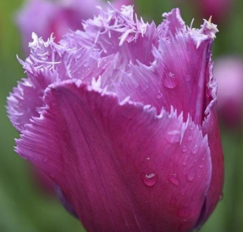 Луковица Яскрава Тюльпан бахромчатый Louvre 3 шт.