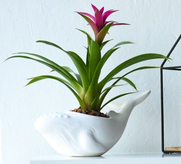 Кашпо Animal Land Кит білий матовий Дон Пион