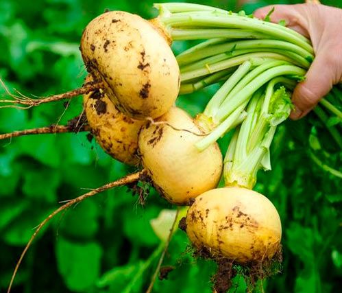 Семена Seedera репа Золотой шар 2г