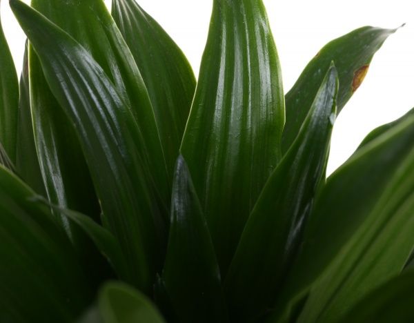 Рослина Драцена Компактa 8/20