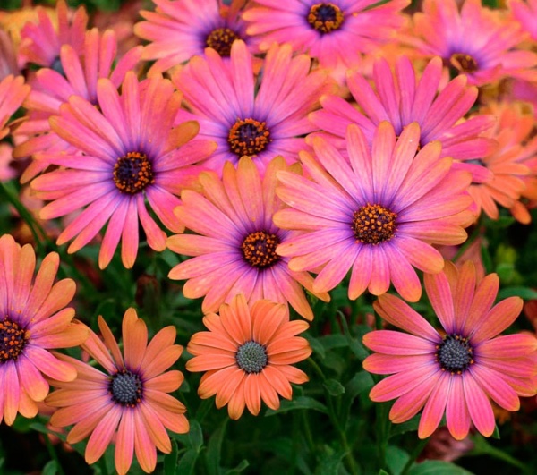 Растение Остеоспермум d11/h23