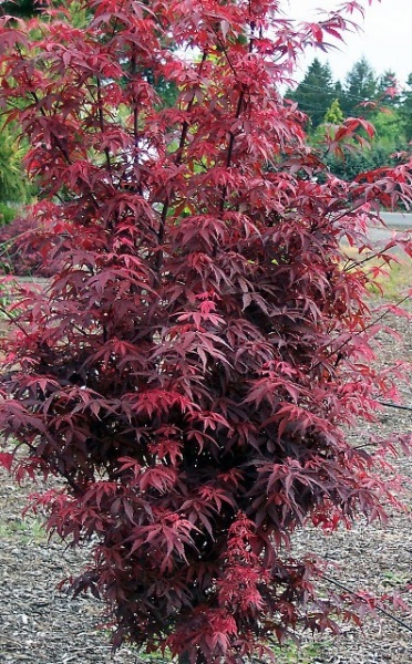 Растение Клен Скитерс Брум d19/h50