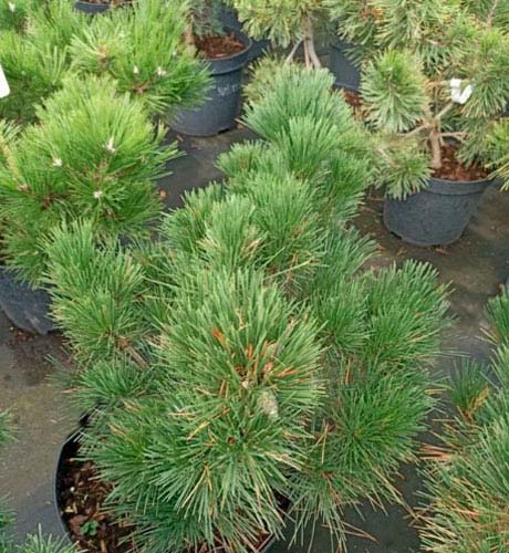 Растение Сосна красная / Pinus resinosa Jami С10 Ра