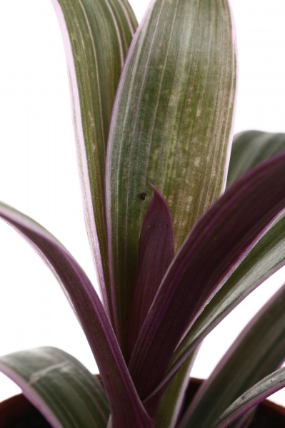 Рослина кімнатна Плантмікс 09//20