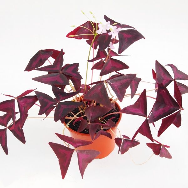 Рослина Кислиця трикутна