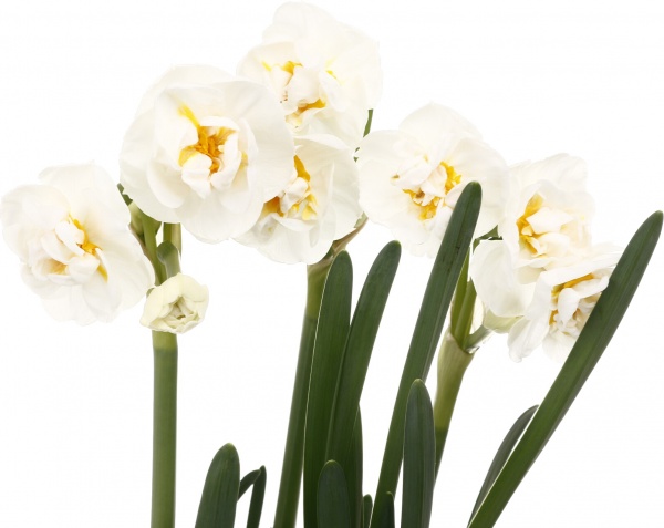 Рослина кімнатна Брідал Краун 12/13